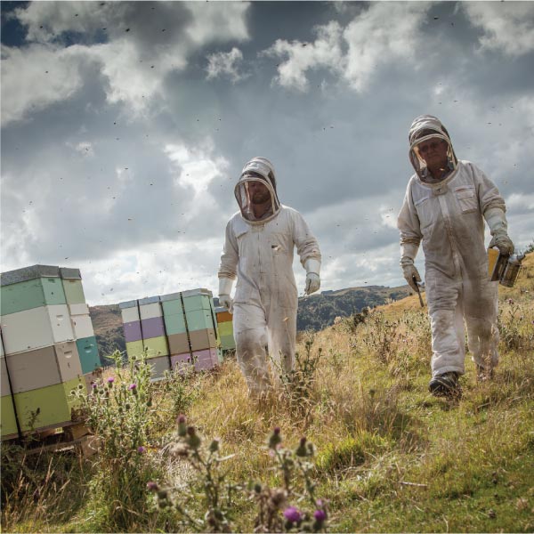 Manuka Honig MGO 280+, 225g