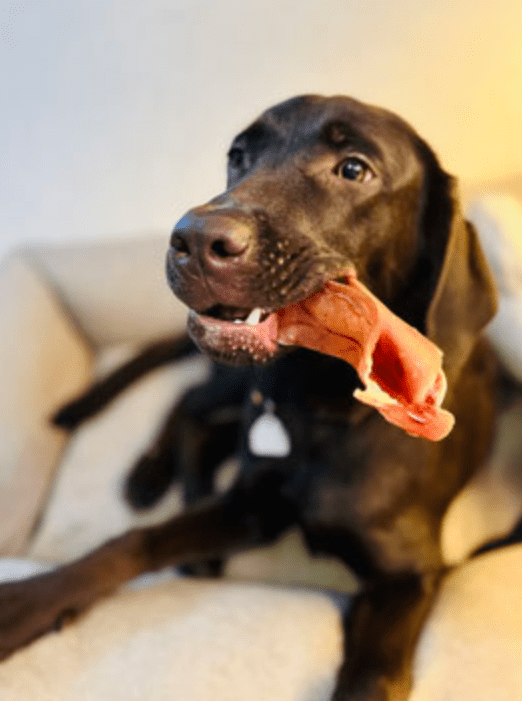 Scheineohren - getrocknet - 3 Stück